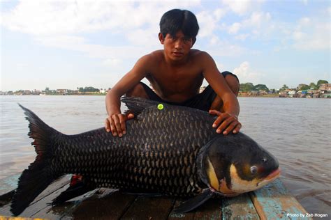 Connected Rivers: Fish Migration in the Mekong Basin - FISHBIO ...