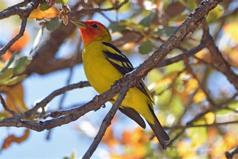 Western Tanager - Big Year Birding