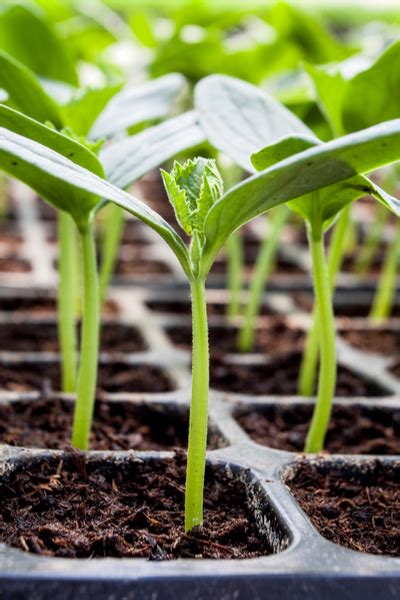 How To Start Seeds With Fluorescent Shop Lights Indoors - With Ease!