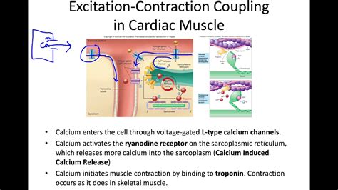 Cardiac Muscle Contraction Steps