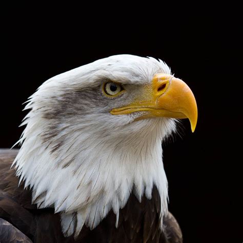 American Fish Eagle portrait | Animal photography, Portrait, Cute animals