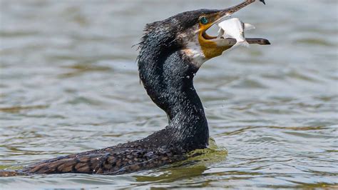 Cormorant Pictures - AZ Animals