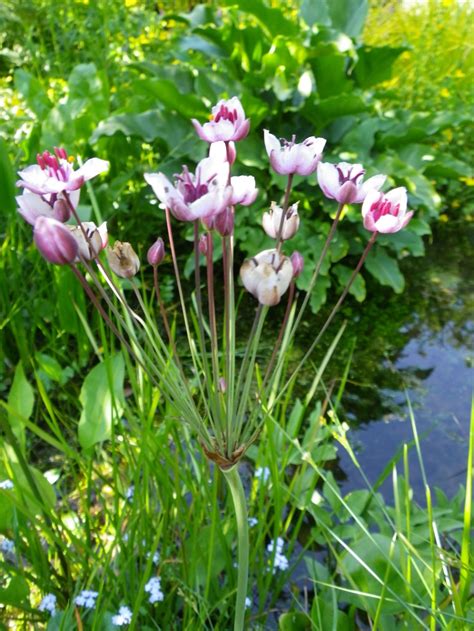 Pond Plants UK supplier based in Devon | Fast Delivery | Water Lilies