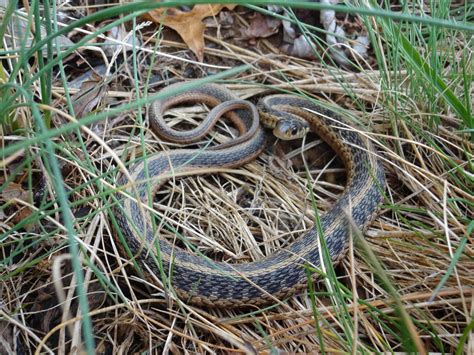 Garden snake Eastern 22346575 Stock Photo at Vecteezy