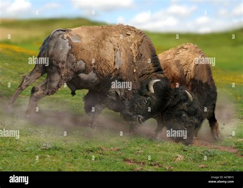 American bison, buffalo (Bison bison), two bulls fighting Stock Photo ...