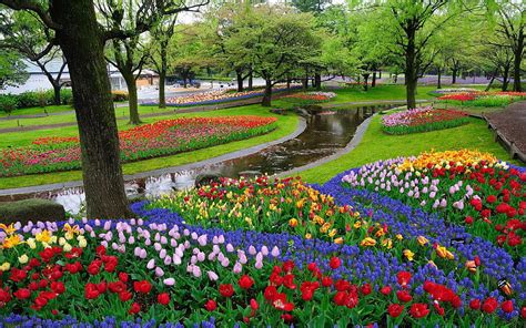 Parque de flores, flores en el parque fondo de pantalla | Pxfuel