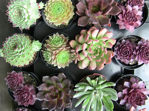 Succulent Plants & Descriptions | Urban Succulents