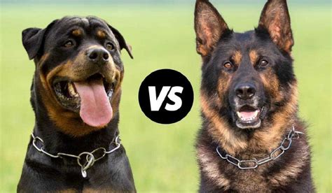 German Shepherd vs Rottweiler Comparison | Mr n Mrs Pet