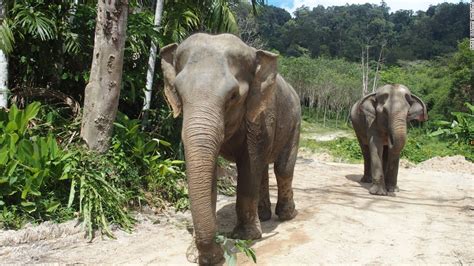 Phuket Elephant Sanctuary treads new ground | CNN Travel