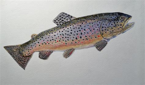 Brown Trout original Watercolor | Etsy | Brown trout, Original ...