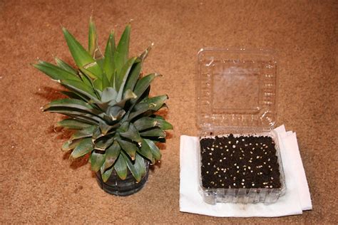 Pineapple Top and Seeds | I found pineapple seeds in the pin… | Flickr