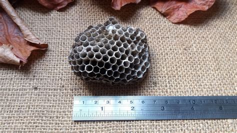 Paper Wasp Nest Large Real Wasp Hive - Etsy