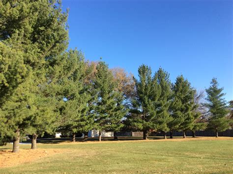 Windbreak Design & Management | Nebraska Extension: Community ...