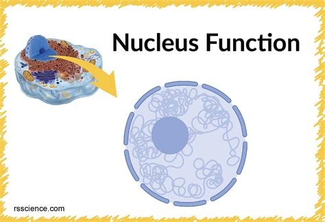 Cell Nucleus - function, structure, and under a microscope Cells Lesson, Cells Activity, Cell ...