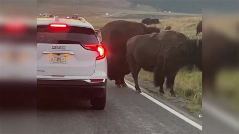 Bison head-butts car stuck in traffic jam in Yellowstone National Park ...