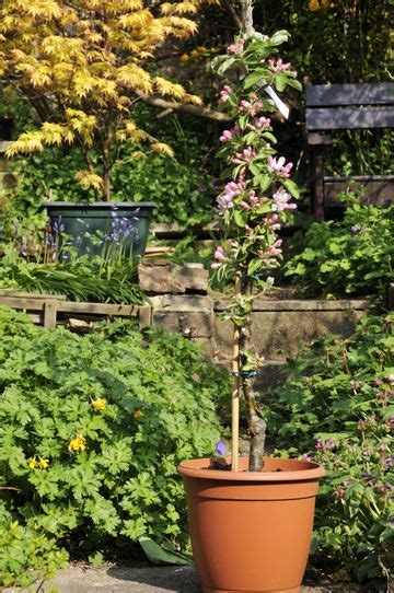 10 fruit trees you can grow in pots to elevate even tiny outdoor spaces ...