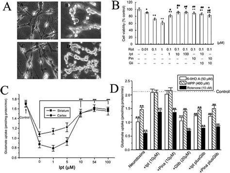 Effects of IPT on rotenone-induced morphological alterations in PC12... | Download Scientific ...