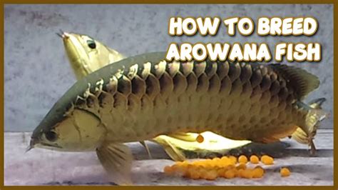 Arowana Fish Breeding