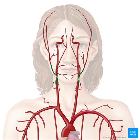 Internal Carotid Artery Supplies