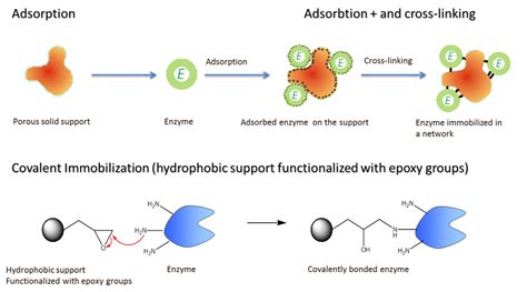 2.5 Enzymes - BIOLOGY PORTFOLIO