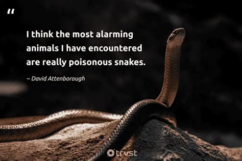 49 Snake Quotes Exploring The World of These Limbless Reptiles (2024)