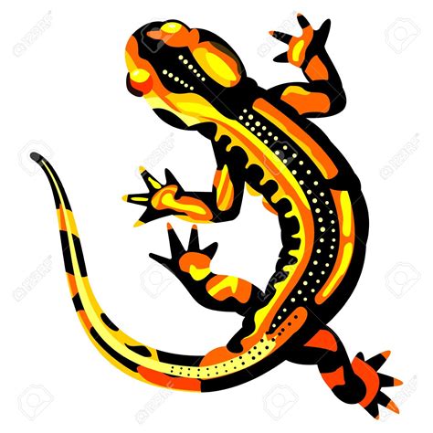 Collection of Salamander clipart | Free download best Salamander ...