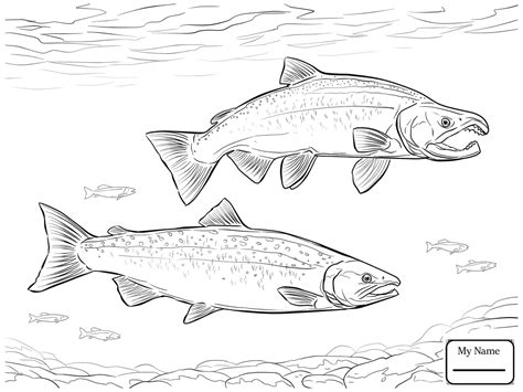 King Salmon Drawing Sketch Coloring Page