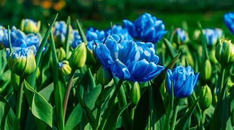 Blue Tulips: Do They Exist Naturally?