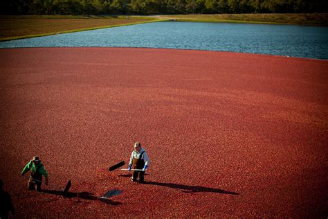 Exploring Massachusetts' Cranberry Bogs! | Massachusetts Office of Travel and Tourism