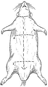 Rat - Head, Thoracic , Abdominal