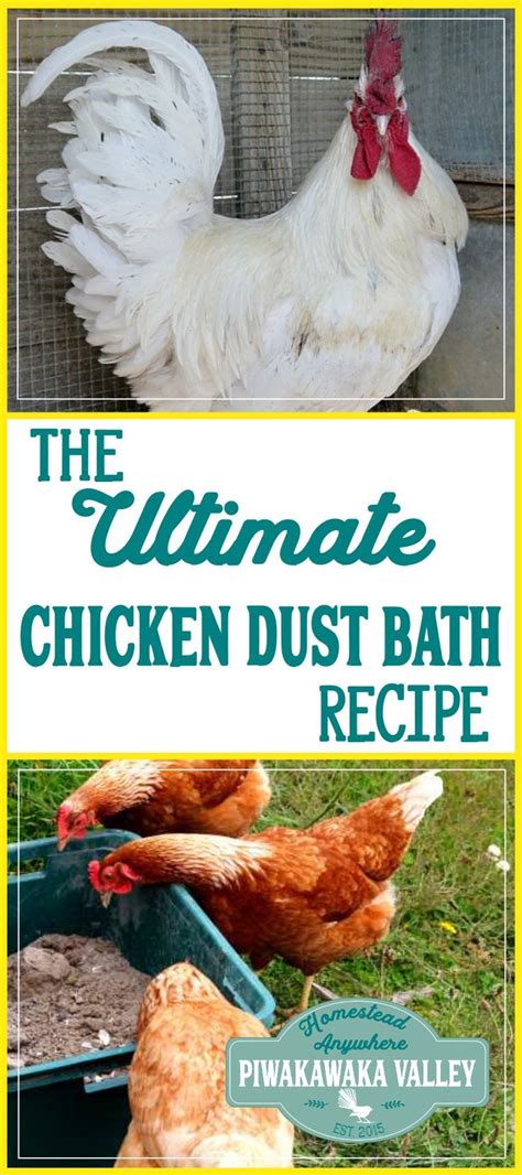 Did you know chickens love a dust bath? They use it to naturally repel ...