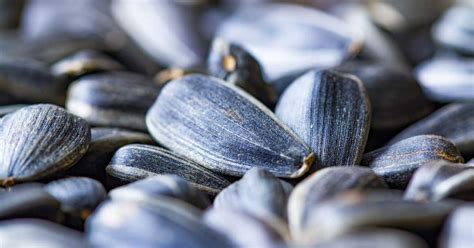 Sunflower Seeds: Nutrition, Health Benefits and How to Eat Them