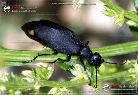 Black Blister Beetle