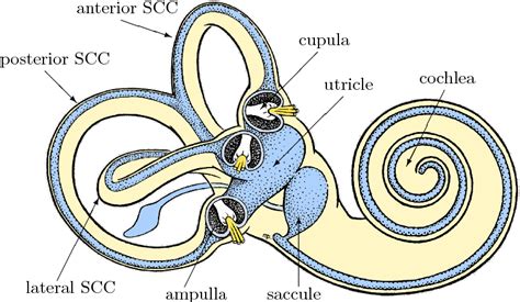 Anatomy of the Vestibular System: Understanding Your Inner Ear’s Role in Balance — Science of ...