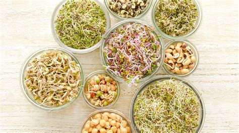 How To Sprout Seeds In A Jar: A Quick Guide - The Prepping Guide