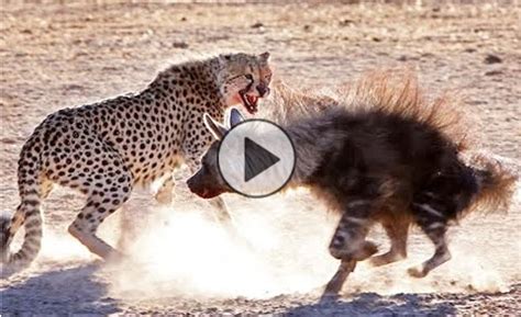 Cheetah Vs Hyena Real Fight ~ Amazing Web