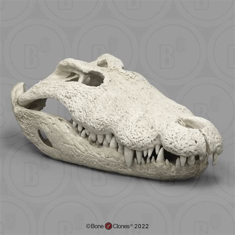 30 Inch Nile Crocodile Skull - Bone Clones - Osteological Reproductions