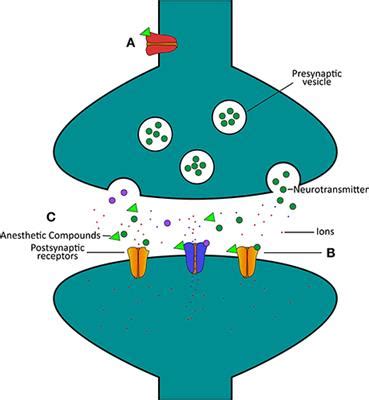 Mechanism Of Action Of General Anesthetics