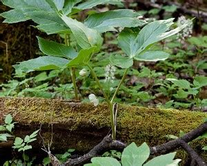 May Apple – Podophyllum peltatum :: Beautiful Flower Pictures Blog