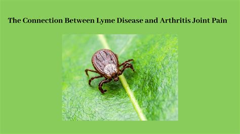 The Connection Between Lyme Disease and Arthritis Joint Pain