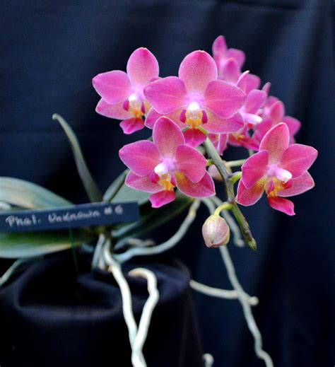 Member Preview: Orchid Show & Sale - Hershey Gardens