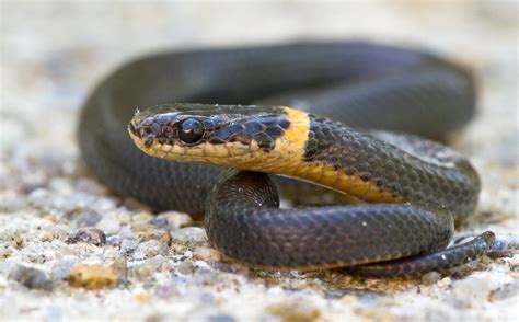 Ringneck Snake | Shenandoah National Park | Flickr