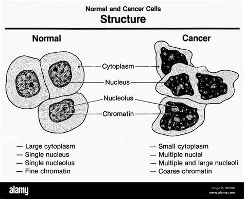 Cancer Cell Diagram Worksheet