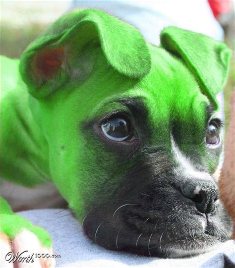 Green Boxer | Cute puppies, Boxer puppy, Baby dogs