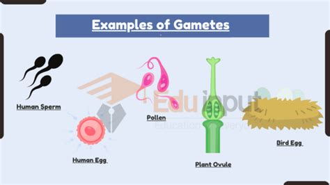 10 Examples of Gametes