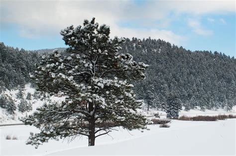 Premium Photo | Winter forest near evergreen, colorado.