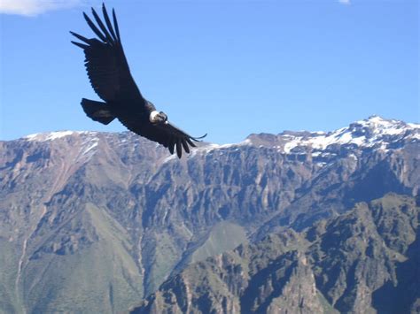 Condors in Argentina and Chile - Wildlife