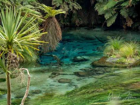 Blue Spring Putaruru: Crystal Clear Water at Te Waihou Walkway