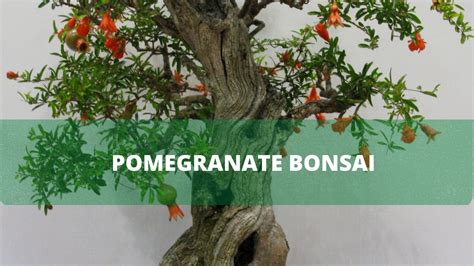 Pomegranate Bonsai - The Bonsai Master