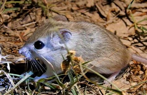 Indian Gerbil (Tatera indica) – Lifer – Mammal Watching